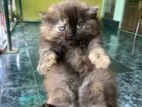 Calico British Long Hair Persian Kitten