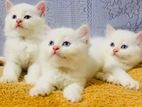 Persian Kittens