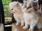 Persian Kitten