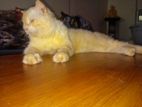 Persian Cat