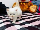 Persian Kittens