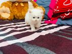 Persian Kitten
