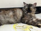 Persian Cat