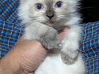 Persian Cat