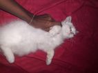 Persian Kitten