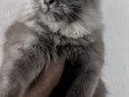 Persian Cat
