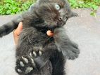 Persian Kitten