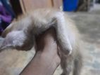 Persian Kitten