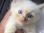 Persian Cat