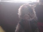 Persian Cat