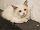 Persian Cat
