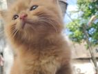 Persian