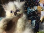 Persian