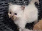 persian