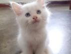Persian Cat