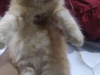 Persian Cat