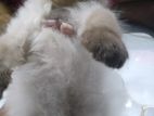 Himalayan kitten