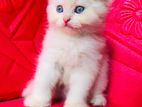 Persian Kitten