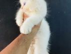 Persian Kitten