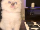 Persian Cat