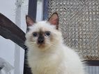 Persian Cats