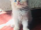 Persian