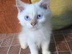 Persian