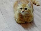 Persian