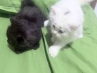 Persian Cat