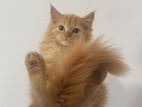 persian