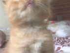 Persian