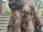 Persian Cat