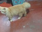 Persian Cat