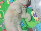Persian Cat