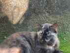 Persian Cat