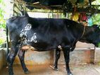 Farm Cow