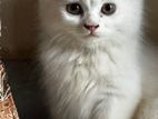 Persian Cat