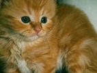 Persian Cat
