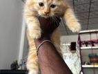 persian