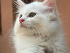 Persian Cat