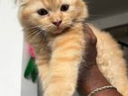 persian