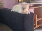 Persian Kitten