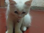 Persian 😺