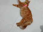 Persian Cat