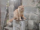 Persian Cat