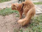 Persian Cat