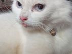 Persian Cat