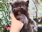 Persian Kitten