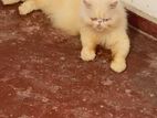 Persian Cat