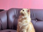 Persian Cat
